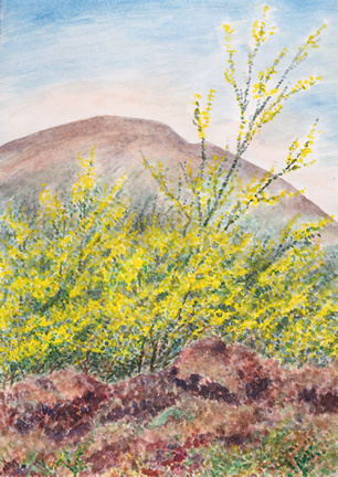 Il fiore del deserto